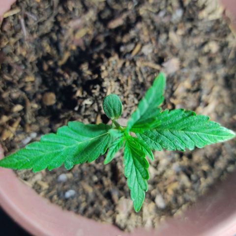 Sephora feminizada    / Lemon Haze growlog photo: Nuevas hojas