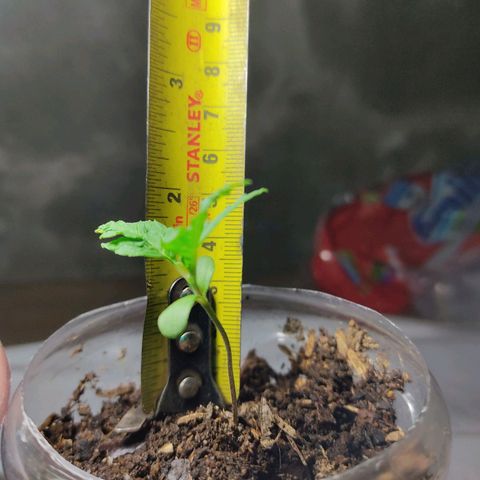 Sephora feminizada    / Lemon Haze growlog photo: Ambas de el mismo tamaño 6 cm