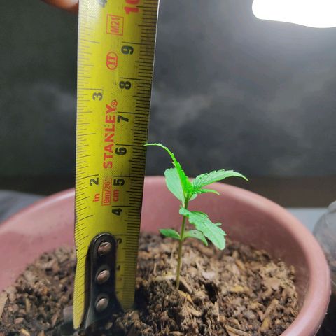 Sephora feminizada    / Lemon Haze growlog photo: Ambas de el mismo tamaño 6 cm