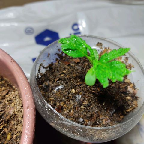 Sephora feminizada    / Lemon Haze growlog photo: Creciendo ya mejoraron estan mucho mejor 