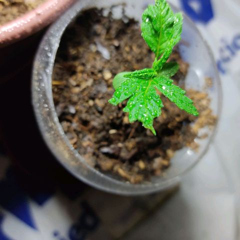 Sephora feminizada    / Lemon Haze growlog photo: Creciendo ya mejoraron estan mucho mejor 