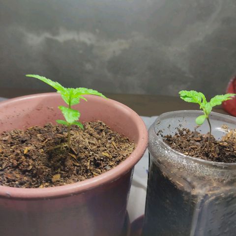 Sephora feminizada    / Lemon Haze growlog photo: Creciendo ya mejoraron estan mucho mejor 