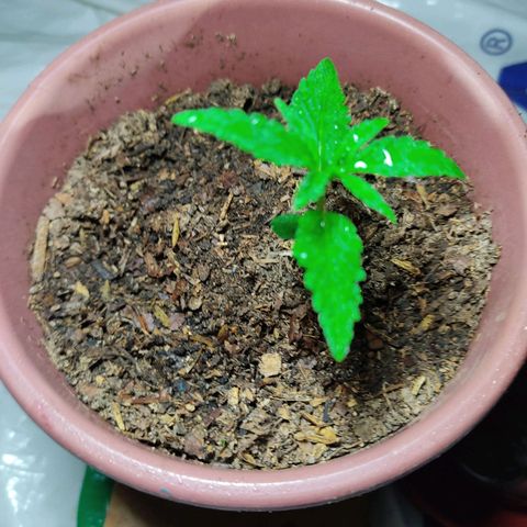 Sephora feminizada    / Lemon Haze growlog photo: Creciendo ya mejoraron estan mucho mejor 