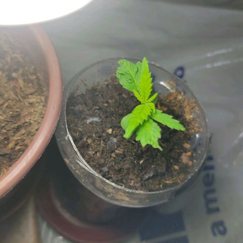Sephora feminizada    / Lemon Haze growlog photo: Van creciendo más 7.5 cm ambas
