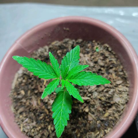 Sephora feminizada    / Lemon Haze growlog photo: Van creciendo más 7.5 cm ambas