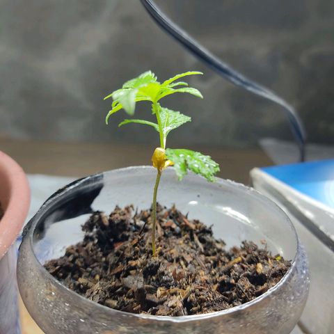 Sephora feminizada    / Lemon Haze growlog photo: Ambas van bien tienen tres semanas de plantilla pronto las cambio a fase vegetativa hubo un pequeño problema casi son arrasadas por un roedor las otras no tuvieron suerte que pena pero me tocó así 
