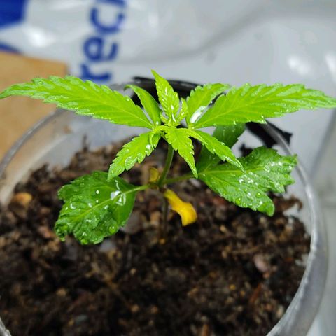Sephora feminizada    / Lemon Haze growlog photo: Ambas van bien tienen tres semanas de plantilla pronto las cambio a fase vegetativa hubo un pequeño problema casi son arrasadas por un roedor las otras no tuvieron suerte que pena pero me tocó así 