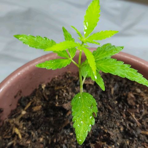 Sephora feminizada    / Lemon Haze growlog photo: Ambas van bien tienen tres semanas de plantilla pronto las cambio a fase vegetativa hubo un pequeño problema casi son arrasadas por un roedor las otras no tuvieron suerte que pena pero me tocó así 