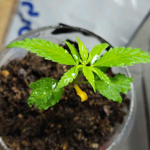 Sephora feminizada    / Lemon Haze growlog photo: Ambas van bien tienen tres semanas de plantilla pronto las cambio a fase vegetativa hubo un pequeño problema casi son arrasadas por un roedor las otras no tuvieron suerte que pena pero me tocó así 