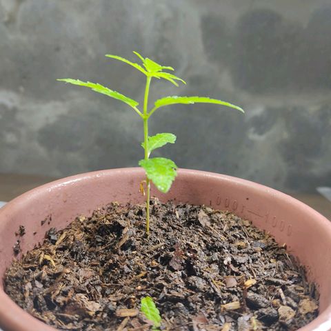 Sephora feminizada    / Lemon Haze growlog photo: Ambas van bien tienen tres semanas de plantilla pronto las cambio a fase vegetativa hubo un pequeño problema casi son arrasadas por un roedor las otras no tuvieron suerte que pena pero me tocó así 