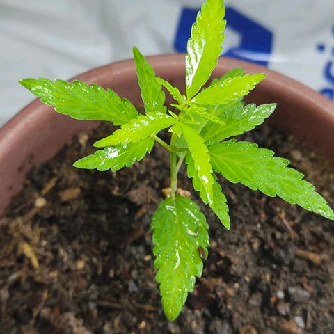 Sephora feminizada    / Lemon Haze growlog photo: Ambas van bien tienen tres semanas de plantilla pronto las cambio a fase vegetativa hubo un pequeño problema casi son arrasadas por un roedor las otras no tuvieron suerte que pena pero me tocó así 