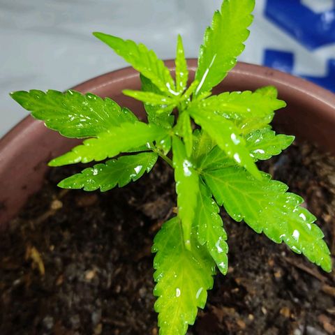 Sephora feminizada    / Lemon Haze growlog photo: Ya hoy recién veo tienen las hojas de cinco puntas ambas plantas lemon y Sephora 