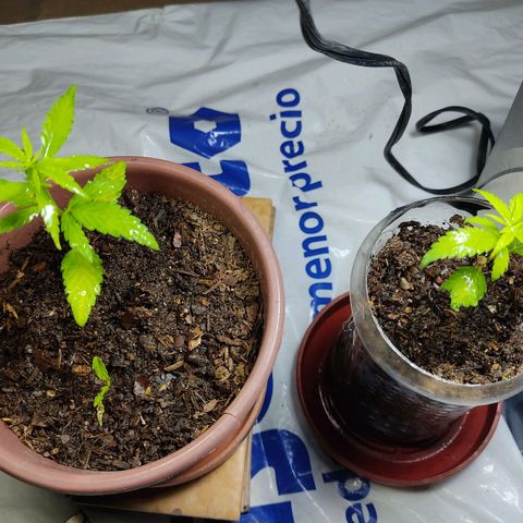 Sephora feminizada    / Lemon Haze growlog photo: Ya hoy recién veo tienen las hojas de cinco puntas ambas plantas lemon y Sephora 