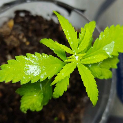 Sephora feminizada    / Lemon Haze growlog photo: Ya hoy recién veo tienen las hojas de cinco puntas ambas plantas lemon y Sephora 