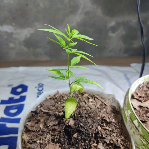 Sephora feminizada    / Lemon Haze growlog photo: Fotos de plantas trasplantadas