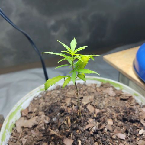 Sephora feminizada    / Lemon Haze growlog photo: Fotos de plantas trasplantadas