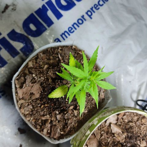Sephora feminizada    / Lemon Haze growlog photo: Fotos de plantas trasplantadas