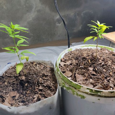 Sephora feminizada    / Lemon Haze growlog photo: Fotos de plantas trasplantadas