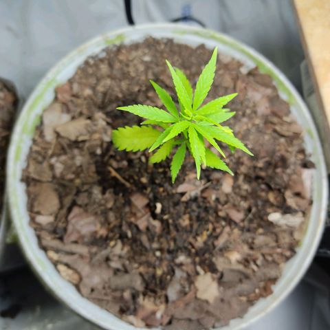 Sephora feminizada    / Lemon Haze growlog photo: Fotos de plantas trasplantadas