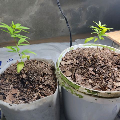 Sephora feminizada    / Lemon Haze growlog timeline photo