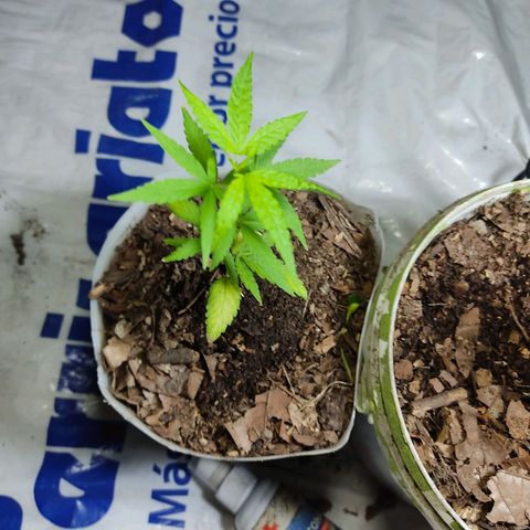 Sephora feminizada    / Lemon Haze growlog timeline photo
