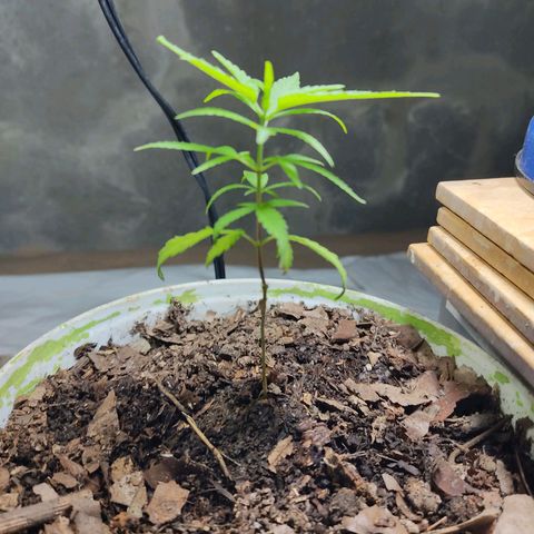 Sephora feminizada    / Lemon Haze growlog timeline photo