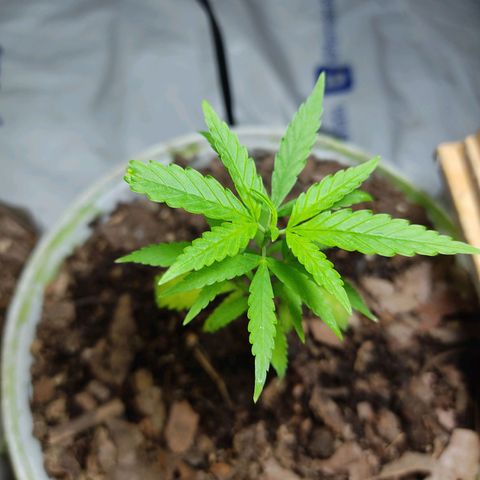 Sephora feminizada    / Lemon Haze growlog timeline photo