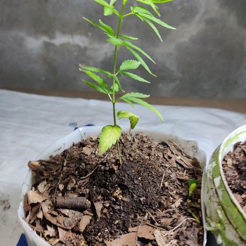 Sephora feminizada    / Lemon Haze growlog photo: Lemon Haze tiene 15 cm y Sephora tiene 13cm