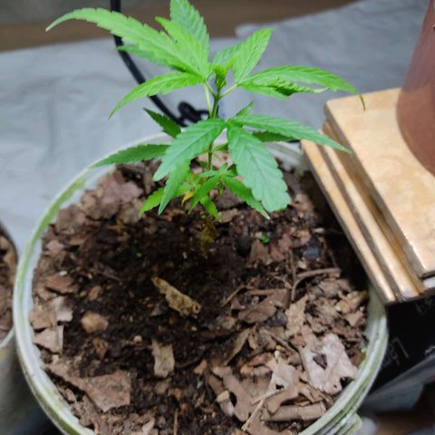 Sephora feminizada    / Lemon Haze growlog photo: Sephora con 14 cm y lemon Haze con 15  