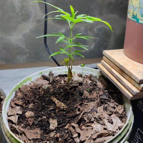 Sephora feminizada    / Lemon Haze growlog photo: Sephora con 14 cm y lemon Haze con 15  