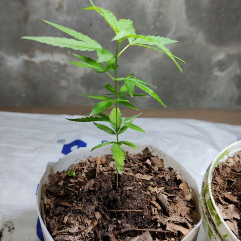Sephora feminizada    / Lemon Haze growlog photo: Sephora con 14 cm y lemon Haze con 15  