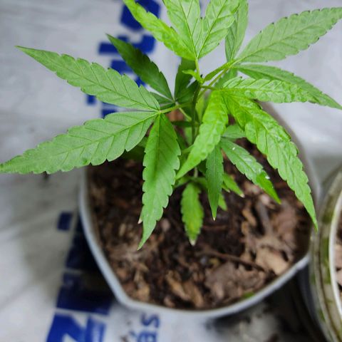 Sephora feminizada    / Lemon Haze growlog photo: Sephora con 14 cm y lemon Haze con 15  