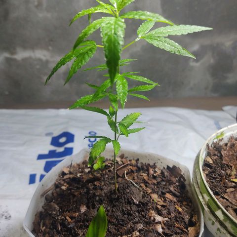 Sephora feminizada    / Lemon Haze growlog photo: Lemon Haze 20 cm y sefhora 19cm