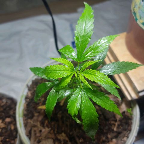 Sephora feminizada    / Lemon Haze growlog photo: Lemon Haze 20 cm y sefhora 19cm