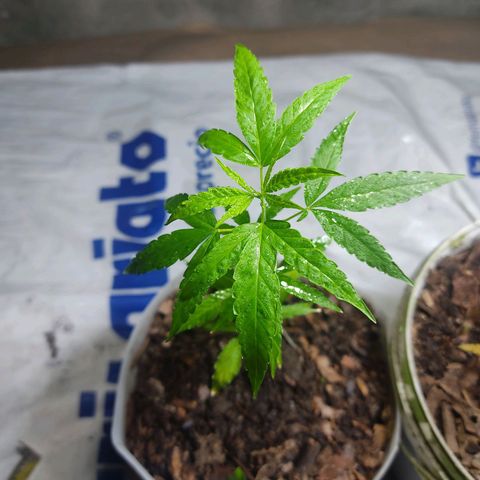 Sephora feminizada    / Lemon Haze growlog photo: Lemon Haze 20 cm y sefhora 19cm