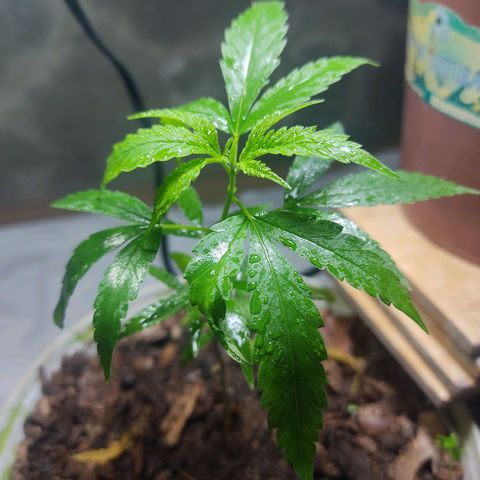 Sephora feminizada    / Lemon Haze growlog photo: Lemon Haze 20 cm y sefhora 19cm