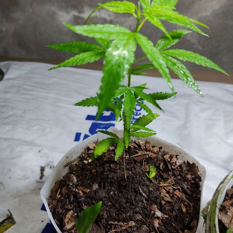 Sephora feminizada    / Lemon Haze growlog timeline photo