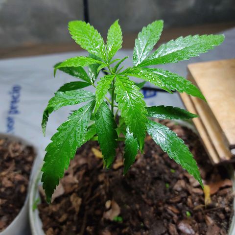 Sephora feminizada    / Lemon Haze growlog timeline photo