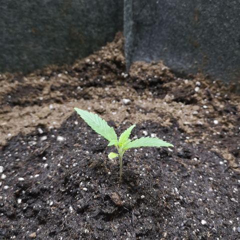 Purple Punch Auto  growlog photo: Looking healthy, starting to speed back up