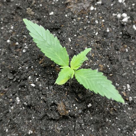 Purple Punch Auto  growlog photo: Looking healthy, starting to speed back up