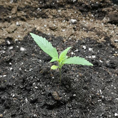 Purple Punch Auto  growlog photo: Looking healthy, starting to speed back up
