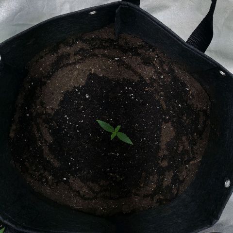 Purple Punch Auto  growlog photo: Looking healthy, starting to speed back up