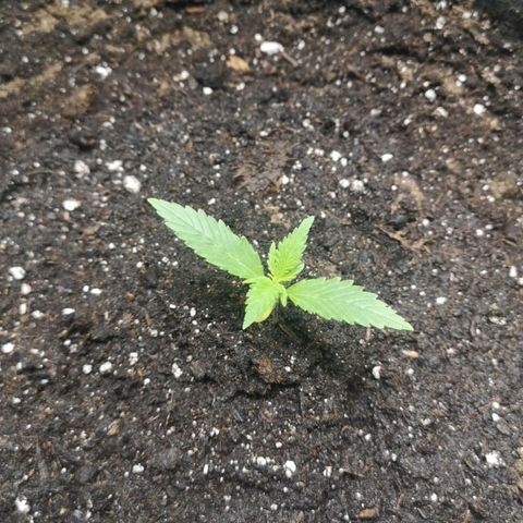 Purple Punch Auto  growlog photo: Looking good, start lst soon 