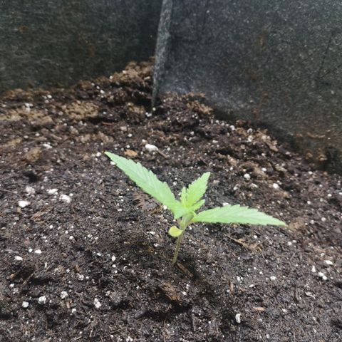 Purple Punch Auto  growlog photo: Looking good, start lst soon 