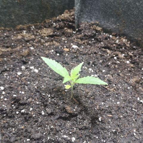 Purple Punch Auto  growlog photo: Looking good, start lst soon 