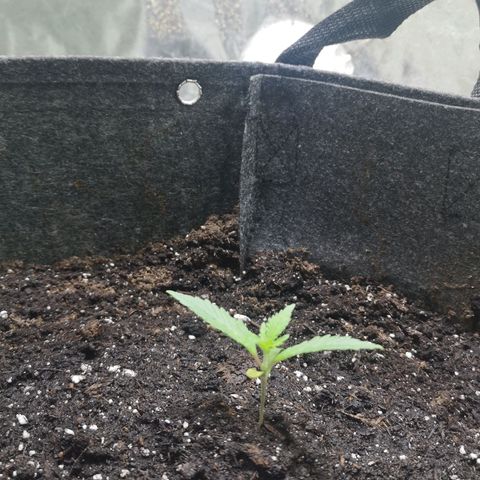 Purple Punch Auto  growlog photo: Looking good, start lst soon 