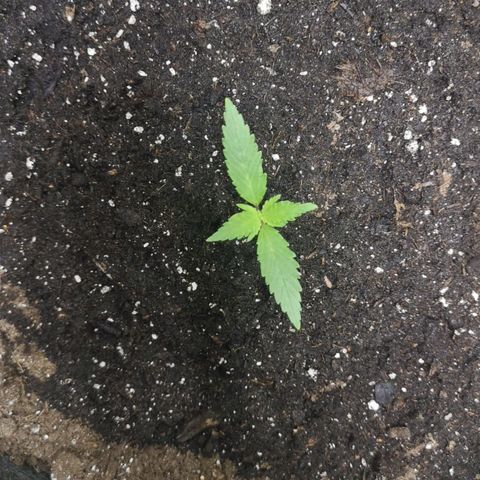 Purple Punch Auto  growlog photo: Looking good, start lst soon 