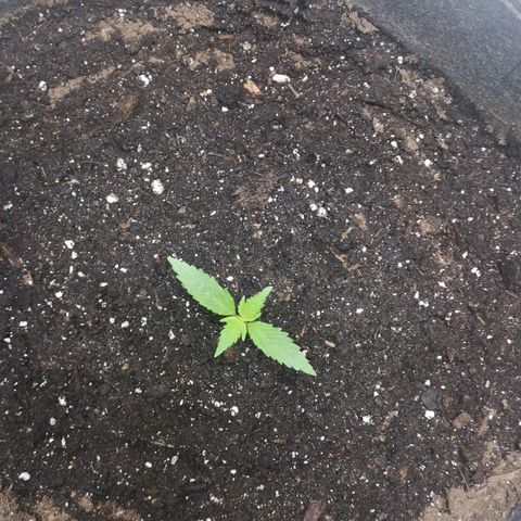 Purple Punch Auto  growlog photo: Looking good, start lst soon 