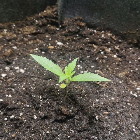 Purple Punch Auto  growlog photo: Looking good, start lst soon 