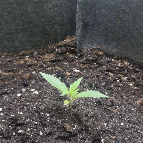 Purple Punch Auto  growlog photo: Looking good, start lst soon 